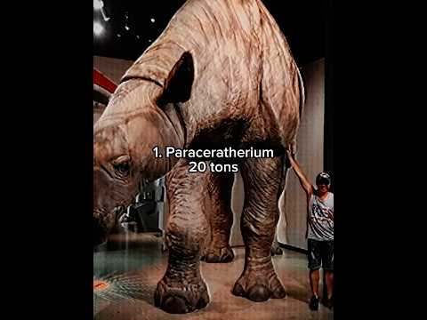 The animals that came after the dinosaurs were GIANT!!! #prehistoric #elephant