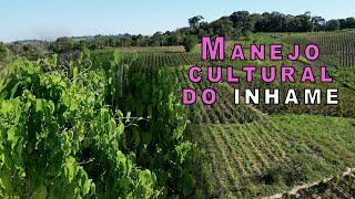 Pesquisa incentiva cultivo sustentável e consumo do inhame