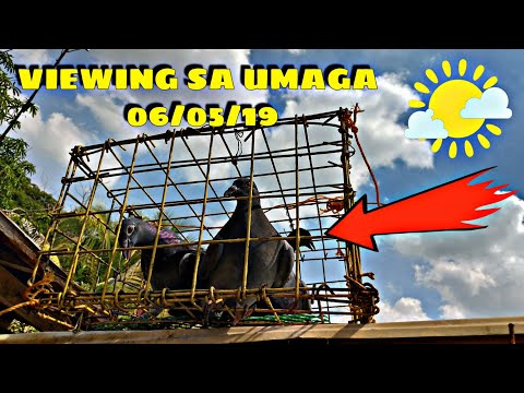 Viewing ng mga Kalapati natin sa umaga 💪😁👍