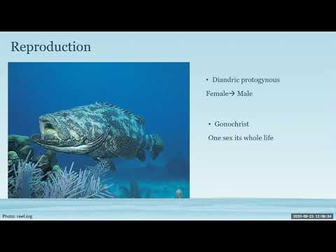 Conservation Conversations: Wednesday, September 23, 2020. Topic: The Grandeur of Goliath Grouper
