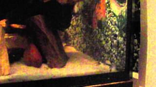 młode pyszczaki nimbochromis venustus