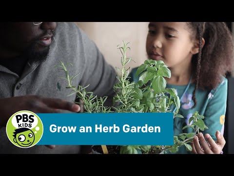 Grow an Herb Garden | Crafts for Kids | PBS KIDS for Parents