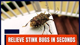 Best Ways To Get Rid Of Stink Bugs Instantly? Super Effective Easy Methods