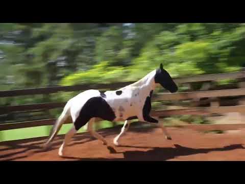 19 Donna do Porto Palmeira