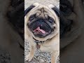 Pug Cute Vodafone Dog Pug Shorts Viral