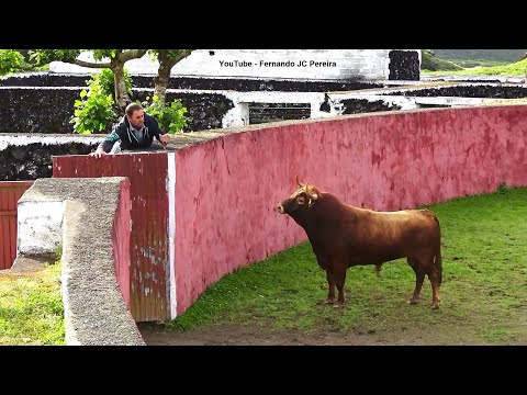 JAF - Enjaular Os Touros Das Sanjoaninas (Curro 2025) - 21/6/2025 - Ilha Terceira - Açores