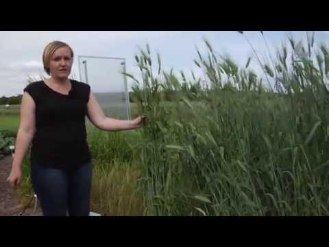 Pimp your brain: Kreuzung des Weizens