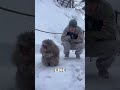Snow Monkeys Bathe in Hot Springs to Stay Warm #shorts #animals #wildlife
