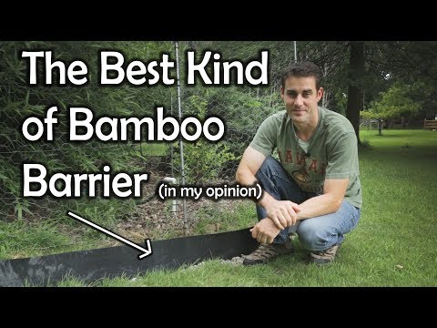 download lagu mp3 mp4 How To Stop Bamboo From Spreading, download lagu How To Stop Bamboo From Spreading gratis, unduh video klip How To Stop Bamboo From Spreading