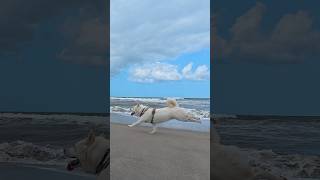 笑顔で砂浜を疾走する#柴犬 #shibainu