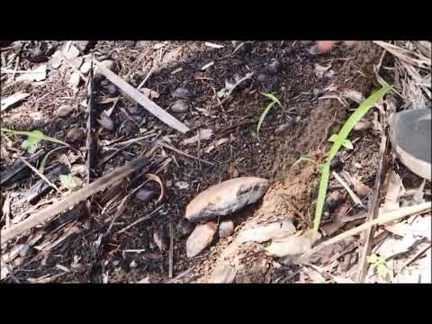 El antiguo Necoclí La tribu Caribe