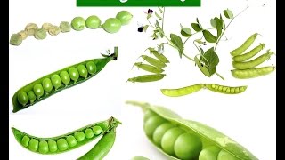 preview picture of video 'الوصف النباتى للبسلة (البازلاء) Pisum sativum Pea | د.أشرف شوقى'