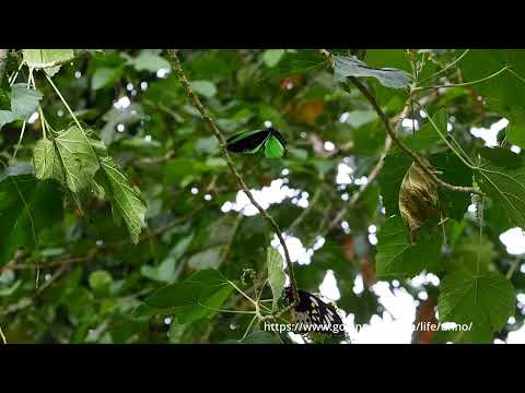 メガネトリバネアゲハの求愛