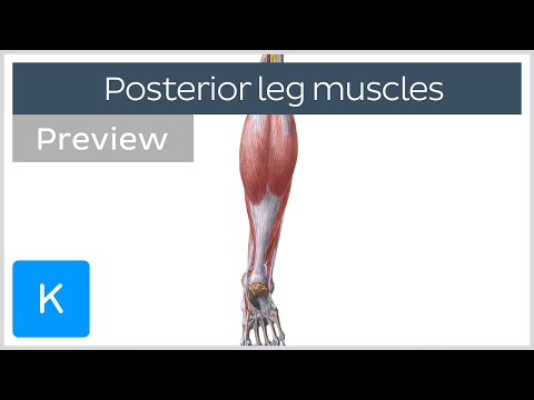 Posterior Leg Muscles Overview (preview) - Human Anatomy | Kenhub