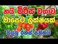 නයි මිරිස් වගාව Miris Wagawa Sinhala Swayan Rakiya Business Ideas Scotch B