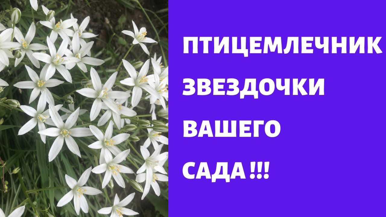 Птицемлечник - Украшение вашего сада !