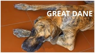 Great Dane