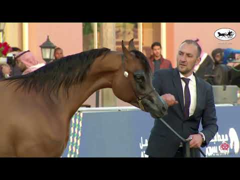 N 162 HAMED SARM   PSAIAHF 2023   Colts 2 Years Old Class 8