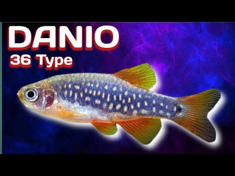 36 Amazing Types Of Danio Species , Rare And Commen Danio A to Z