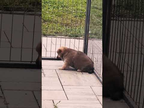 Shiba Inu puppy for sale