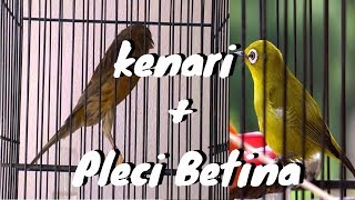 Download lagu Mungkin Cuma Kebetulan Pleci Saya Nyaut Ngalas Ngotot - Masteran Kenari Konslet Dipadu Pleci Betina mp3 Download lagu Mungkin Cuma Kebetulan Pleci Saya Nyaut Ngalas Ngotot - Masteran Kenari Konslet Dipadu Pleci Betina mp3