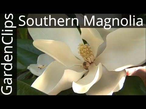 Evergreen Southern Magnolia - Magnolia Grandiflora - Growing tips for Bull Bay Magnolia