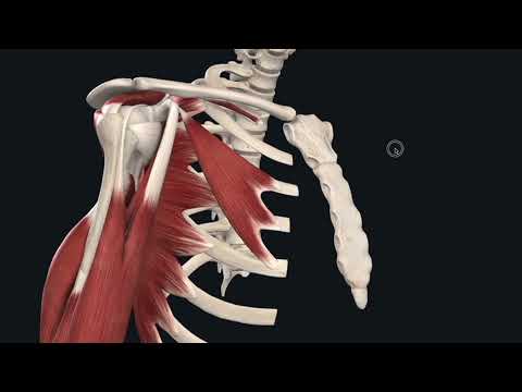 Shoulder Functional Anatomy for Students