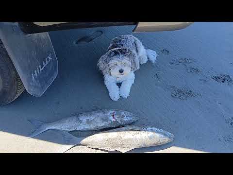 Buddy met New friend at the Beach