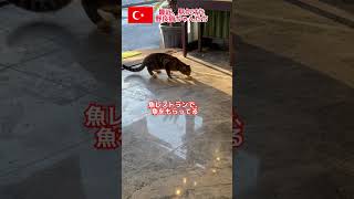 最近、見かけた野良猫ちゃんたち #トルコ #shorts #海外在住 #海外生活 #野良猫 #野良猫動画