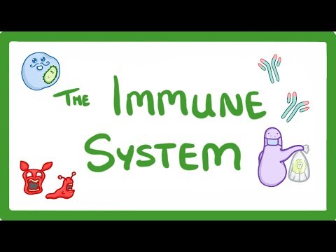 GCSE Biology -  Immune System (Defences Against Pathogens)  #38