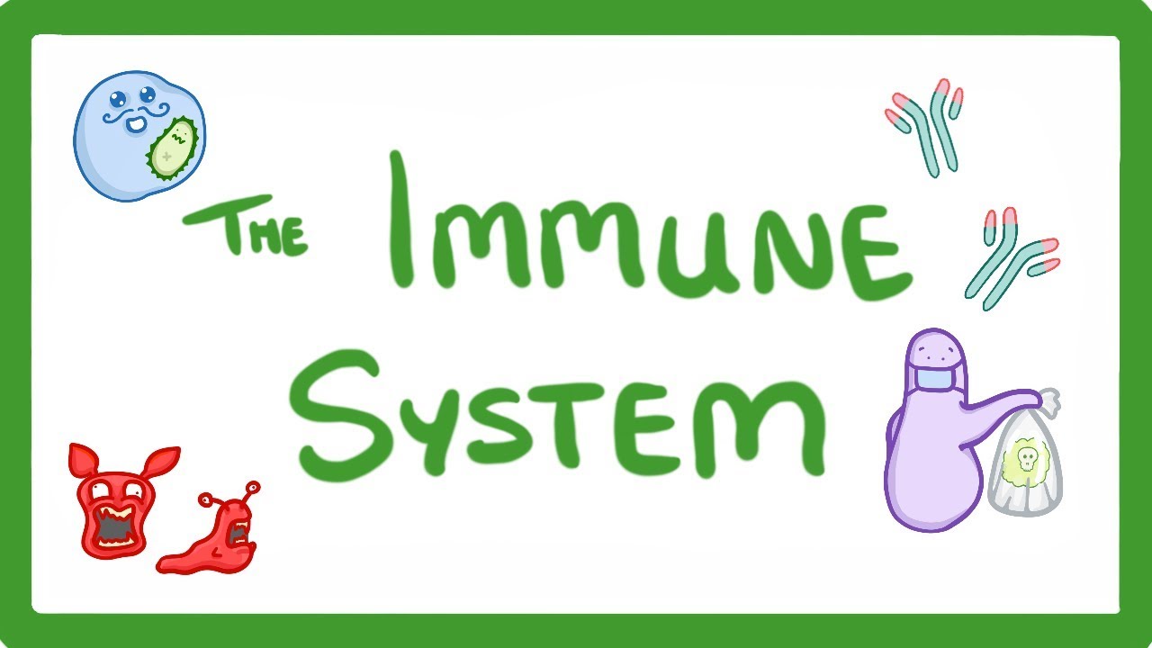GCSE Biology -  Immune System (Defences Against Pathogens)  #38