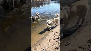 Minnehaha dog park #doglover #nofilter #husky #itsahuskything