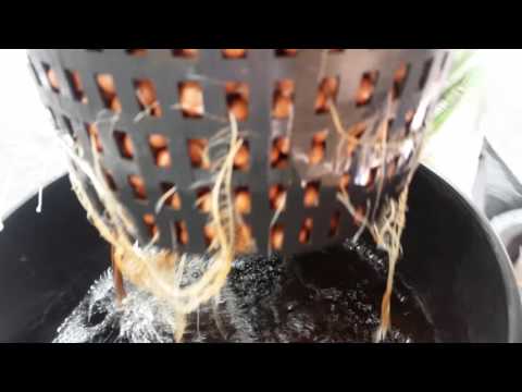 Difference between Soil vs. Hydroponics 30 days