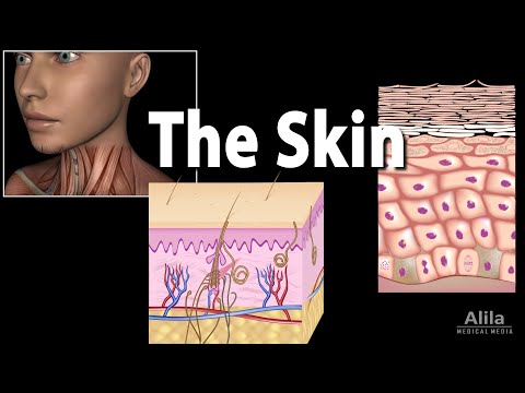 Anatomy and Physiology of the Skin, Animation