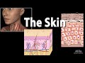 Anatomy and Physiology of the Skin, Animation