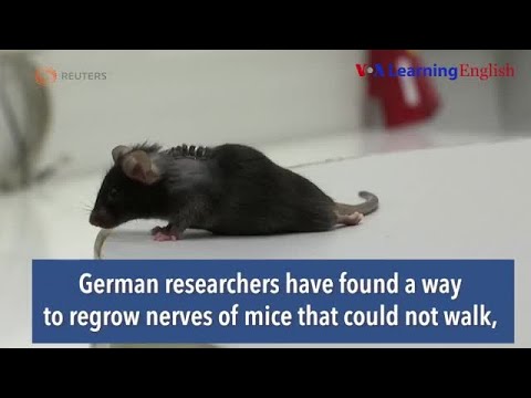 德國科學家讓小鼠重新行走 (German Scientists Make Mice Walk Again)