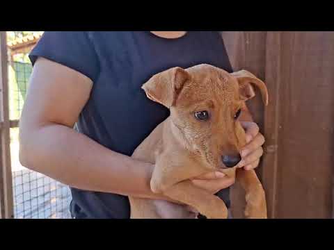 Vídeo de GONZO