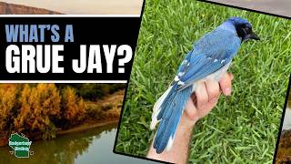 The TRUTH about the Newly Discovered Blue Jay Hybrid!