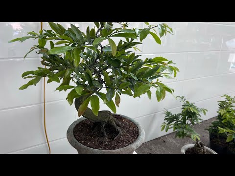 Vườn mai Tuyền Nguyễn 0967.630.953 giao lưu Mai giảo siêu bông Sài Gòn - cúc thọ hương- combo rẻ