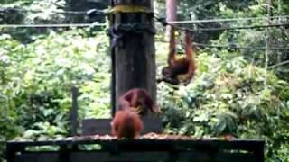 preview picture of video 'Sepilok Orangutan Sanctuary and Rehabilitation Centre'