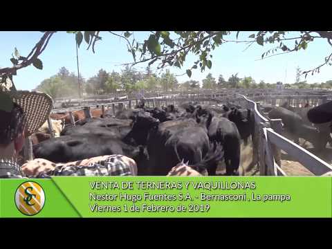 01-02-19 - Venta de Terneras y Vaquillonas - Nestor Hugo Fuentes S.A. - Bernasconi (L.P.)
