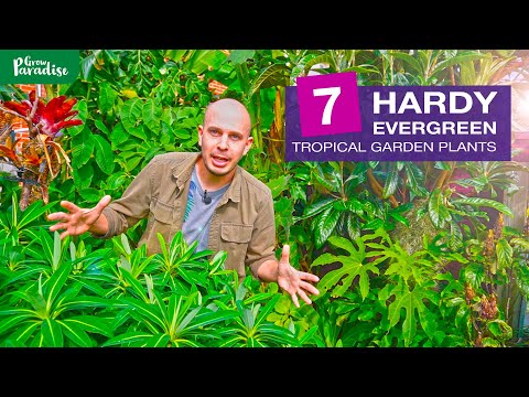 7 EVERGREEN + HARDY TROPICAL garden plants