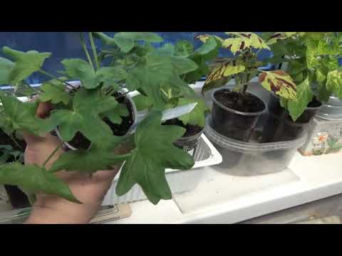 Как укоренились черенки редких пеларгоний.Клематисы из коробки. Посадка дома до высадки в сад.