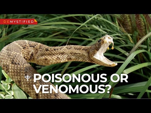 DEMYSTIFIED: What’s the difference between venomous and poisonous? | Encyclopaedia Britannica