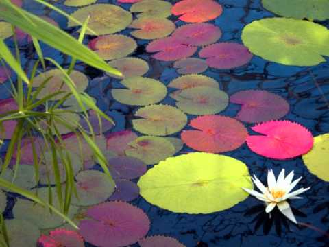 Segun Bucknor -=- Adanri Sogbasogba [1975]