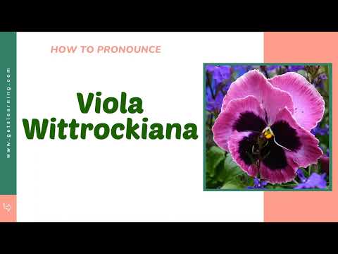 How to Say Viola Wittrockiana In British English