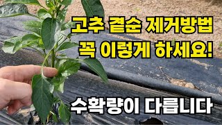 고추 곁순, 언제 어떻게 자르냐에 따라 수확량이 확 달라집니다! 방아다리 꽃 제거