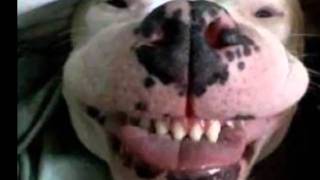 John & Geno Delafose - Watch That Dog