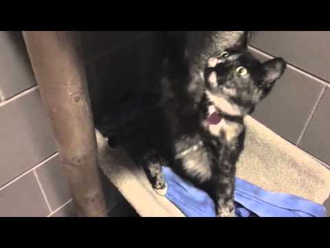 Cricket and Cracker, Domestic Shorthair mixes available for adoption at the Wisconsin Humane Society