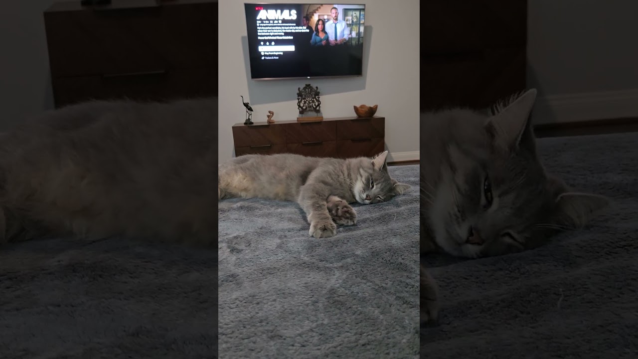 Enlarge Melati, a Adoptable Domestic Medium Hair in highlands ranch, CO video 6/6